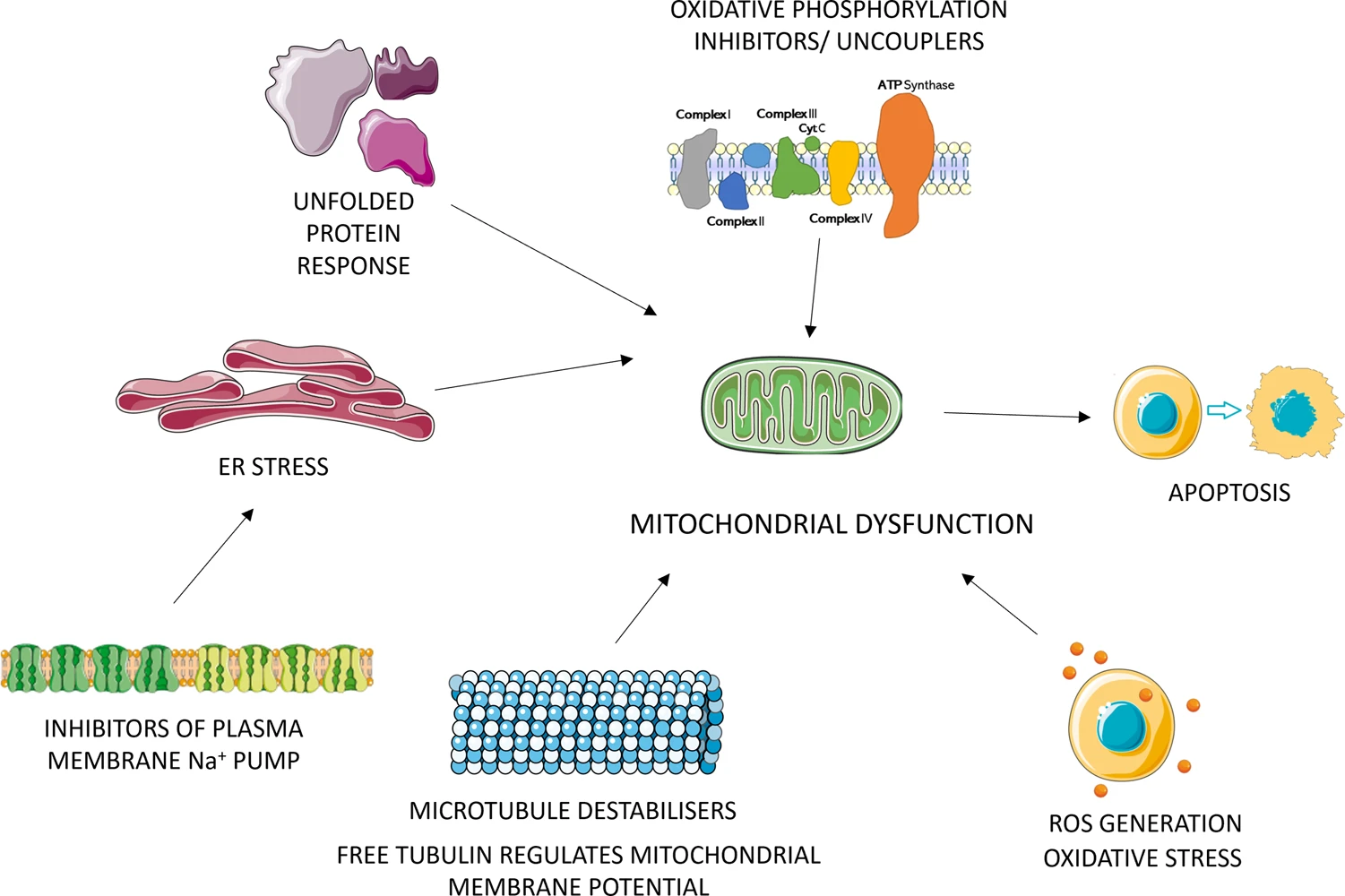 Integrating Cell Morphology with Gene Expression and Chemical Structure to aid Mitochondrial Toxicity detection